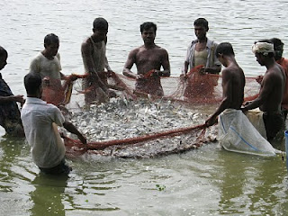 Fisheries: Shrimp Cultivation